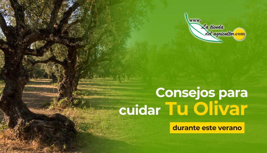 ¡CONSEJOS PARA EL CUIDADO DEL OLIVAR DURANTE EL VERANO!